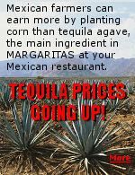It takes 12 years to grow agave before it can be harvested to make tequila. Mexican farmers can make 10 times as much by planting corn instead of new agave plants.